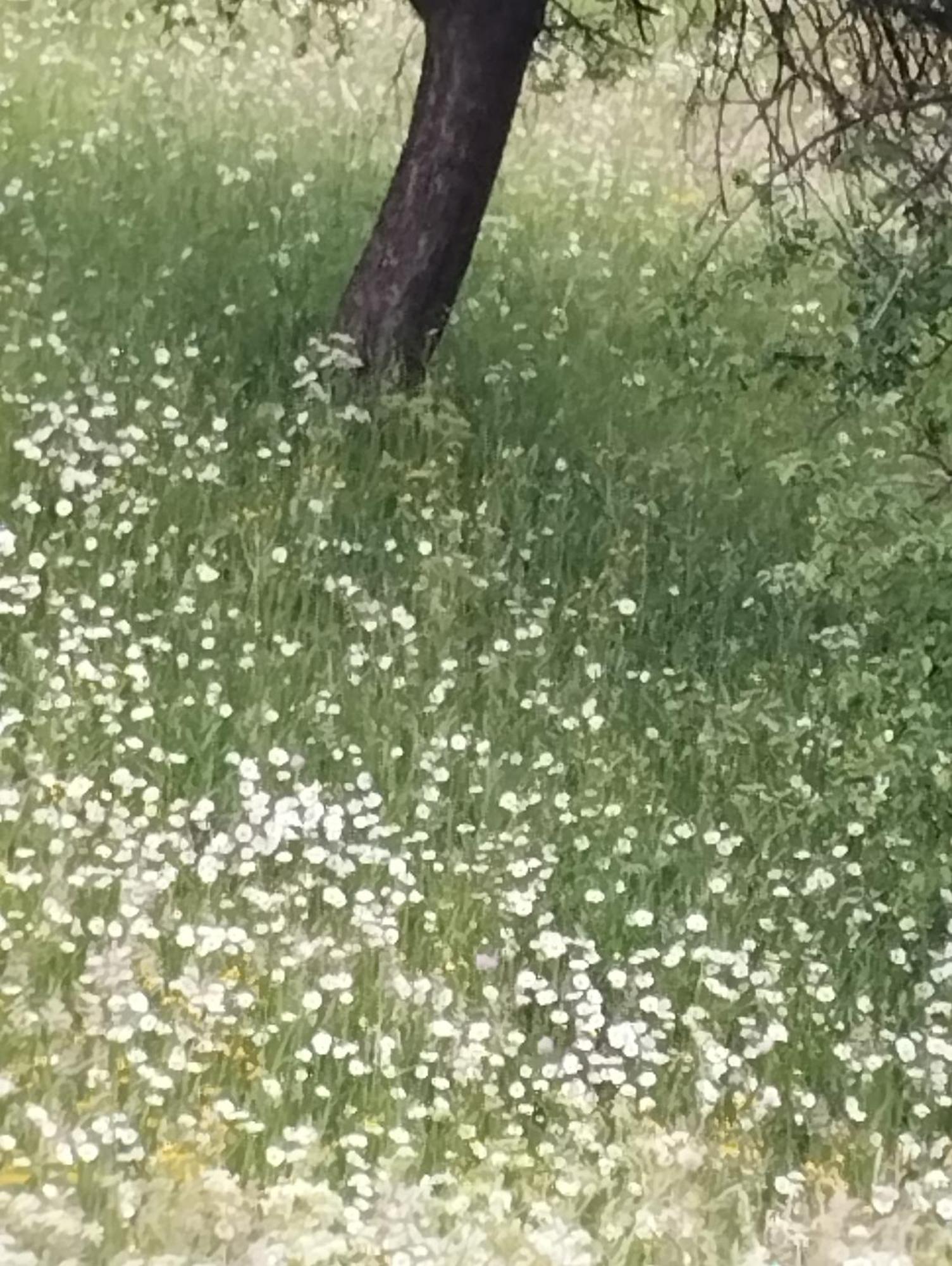У Ондраша Apartment Yasinia Bagian luar foto